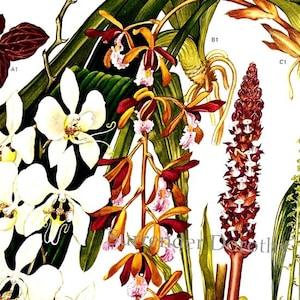 Cymbidium Anoectochilus Orchid Flowers South East Asia Botanical Exotica 1969 Large Vintage Lithograph Illustration Print To Frame 126