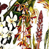 Cymbidium Anoectochilus Orchid Flowers South East Asia Botanical Exotica 1969 Large Vintage Lithograph Illustration Print To Frame 126