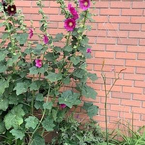 hollyhock seeds