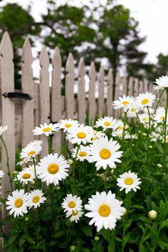 These Stunning Fall Flowers Will Make Your Garden the Best on the Block Flower Delivery