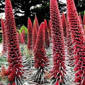 GIANT RED ECHIUM Tower Of Jewels Wildpretii Perennial, 8 Seeds