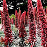 GIANT RED ECHIUM Tower Of Jewels Wildpretii Perennial, 8 Seeds