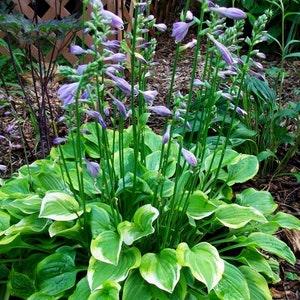 TINY HOSTA MIX Perennial Garden Shade Sun Small Dwarf 10 Seeds