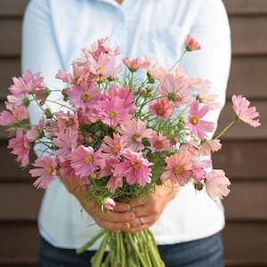 20 Cosmos Apricotta Flower Seeds / Cosmos Bipinnatus / English Garden / Wildflowers / Cottage / Bouquet Flowers / Wedding Flowers