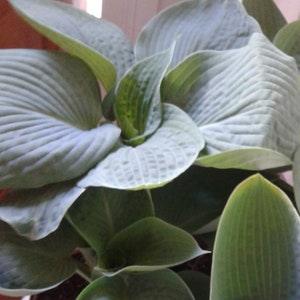 Hosta Seeds Canada - package of 25 seeds from assorted hostas - Ontario grown hardy perennials