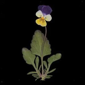 12 Dried Flowers Real Pansy Flower for Kunst und Skulpturen
