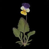12 Dried Flowers Real Pansy Flower for Kunst und Skulpturen