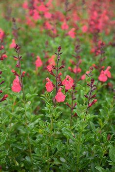 Coral Autumn Sage (Salvia greggii 'Coral') at New Garden Landscaping & Nursery Flower Delivery