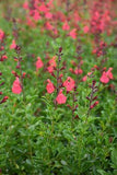 Coral Autumn Sage (Salvia greggii 'Coral') at New Garden Landscaping & Nursery Flower Delivery