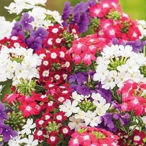 Garden Verbena Vervain Flowers Blend 0.3g - 100 Seeds - Verbena Hybrida NON GMO