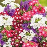 Garden Verbena Vervain Flowers Blend 0.3g - 100 Seeds - Verbena Hybrida NON GMO