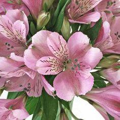 Pinky Lavender Peruvian Lily Flower - 8 Bunches or 80 stems Flower Delivery
