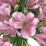 Pinky Lavender Peruvian Lily Flower - 8 Bunches or 80 stems Flower Delivery