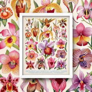 Orchid Chart Print ? 4 Sizes! ? Vintage Orchid Print ? Antique Orchid Wall Art Exotic Plants Flowers Diagram