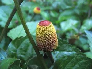 Acmella oleracea | Headache Plant | EyeBall Plant | Electric Daisy | 20 Seeds