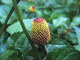 Acmella oleracea | Headache Plant | EyeBall Plant | Electric Daisy | 20 Seeds