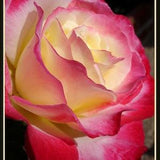 Yellow red white rose flower seeds -20seeds - code 395
