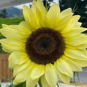 LEMON Queen SUNFLOWER SEEDS  attracts Butterflies Bees Birds cut flowers bouquet florist wedding from Urban Food forest/garden