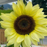 LEMON Queen SUNFLOWER SEEDS  attracts Butterflies Bees Birds cut flowers bouquet florist wedding from Urban Food forest/garden
