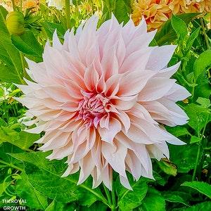 Caf?? au Lait Dahlia 2 Tubers