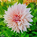 Caf?? au Lait Dahlia 2 Tubers