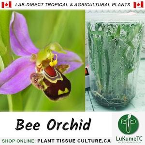 Bee Orchid (Plant Tissue Culture)
