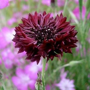 40 seeds tall double organic Annual Centaurea cyanus ,Cornflower Seeds - Black ball