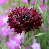 40 seeds tall double organic Annual Centaurea cyanus ,Cornflower Seeds - Black ball