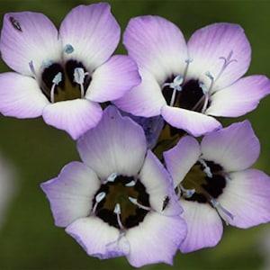 30+ Seeds / Gilia tricolor Bird's Eyes Flower Seeds / Annual Flower Seeds / Purple Flower  (G16)