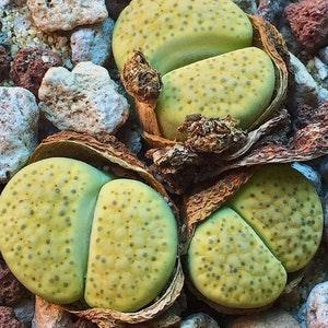 Lithops Fulviceps v Aurea | Lithops Succulent Seeds