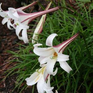 FORMOSA LILY Fragrant Tall White Pink Lilium Formosanum 5 Rare Seeds
