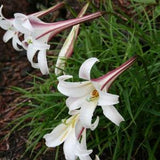 FORMOSA LILY Fragrant Tall White Pink Lilium Formosanum 5 Rare Seeds
