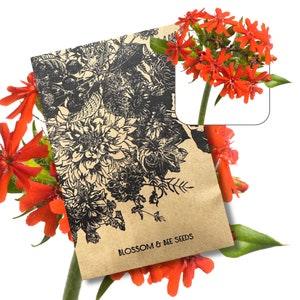 Maltese Cross Lychnis chalcedonica