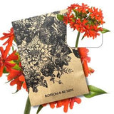 Maltese Cross Lychnis chalcedonica