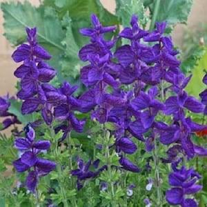 40+ Blue Monday Salvia / Deer and Drought Resistant / Sage / Perennial / Flower Seeds