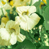 MILKMAID WHITE NASTURTIUM Tropaeolum majus, 5 Large Seeds