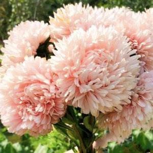 25 King Size Apricot China Aster Seed Annual Flower Seeds Callistephus Chinensis