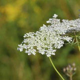 How to Dry Queen Anne's Lace | Homesteady Flower Delivery