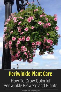 Periwinkle Plant Care: How To Grow Colorful Periwinkle Flowers Flower Delivery