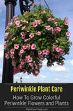 Periwinkle Plant Care: How To Grow Colorful Periwinkle Flowers Flower Delivery