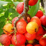 Ficus racemosa Cluster Fig Tree, Goolar, India Edible Fruit Bonsai - 20 Seeds