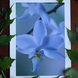 Moth Orchid : A3 gicl???e art print / botanical photography / macro photography / urban jungle