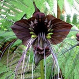 25   Tacca chantrieri Seeds, Black Bat Flower seeds