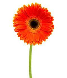 The Meaning Behind 10 Popular Valentine's Day Flowers Flower Delivery