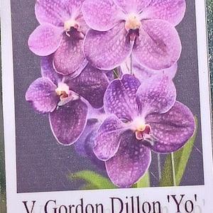 Orchid Vanda Gordon Dillon YO x (Wirat x Dr Anek) Tropical Hanging Plant