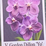 Orchid Vanda Gordon Dillon YO x (Wirat x Dr Anek) Tropical Hanging Plant