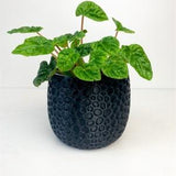 Solid Mesh Pot, Plant Pot Planter, modern stylish pot, indoor gardening, plant gift, lightweight pot, round pot