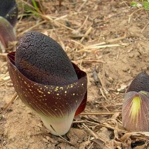 Darkside Lily - Amorphophallus Aphyllus - Rare Plant Species