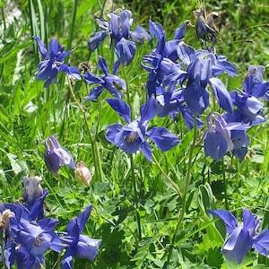 ALPINE MOUNTAIN COLUMBINE Aquilegia alpina Perennial Hardy 20 Seeds