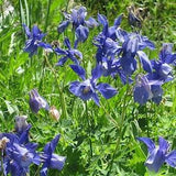 ALPINE MOUNTAIN COLUMBINE Aquilegia alpina Perennial Hardy 20 Seeds